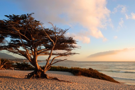 Cypress Tree in Monterey, California