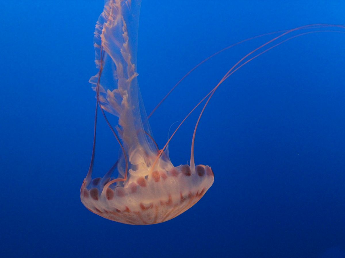 A jellyfish with a translucent bell and trailing tentacles glides through deep blue ocean water, holding a delicate, ethereal glow.