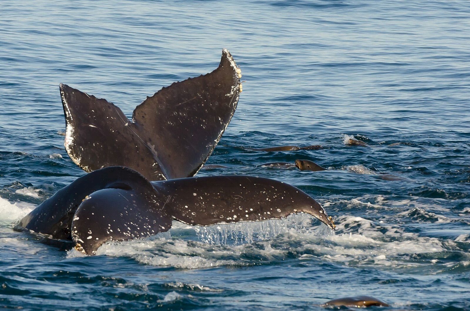 Humpback whales breach in choppy ocean water while other dolphins surface in the background.