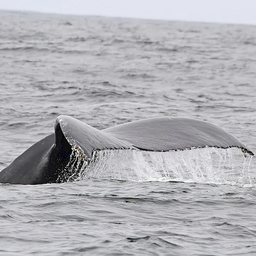A humpback whale breaches the ocean, lifting its tail as water splashes around it.