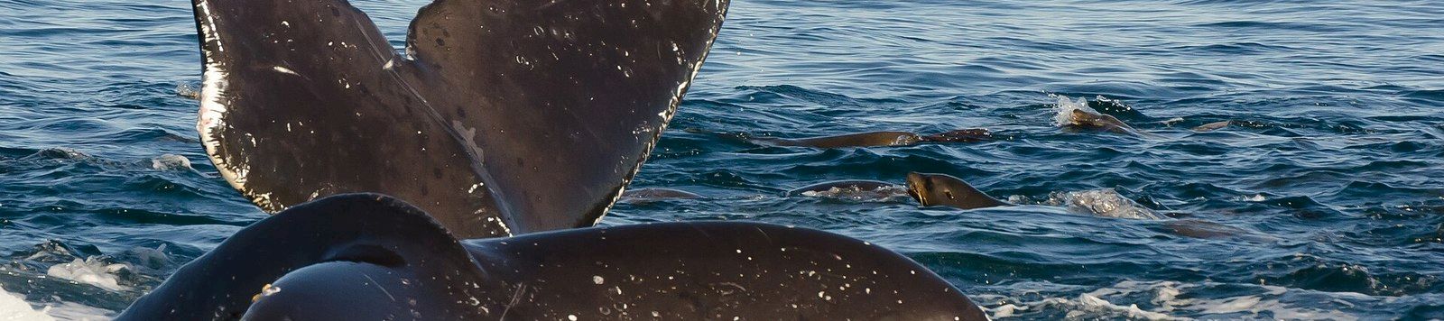 A whale breaches the ocean near its fin and tail while another whale surfaces nearby, with waves and spray surrounding them.