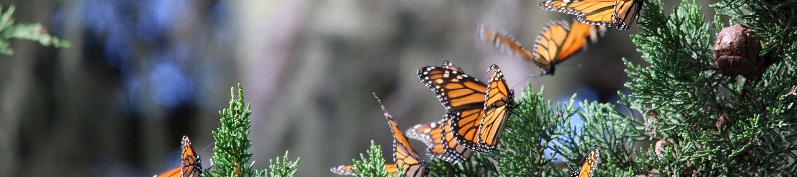 Orange monarch butterflies perch on a green evergreen, fluttering in the breeze as they feed.